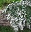 Aster wrzosolistny (Aster ericoides) rozesłany (prostratus)